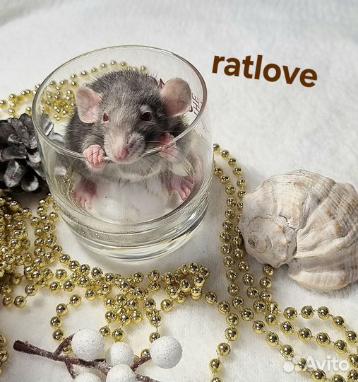 Крысята малыши мальчишки