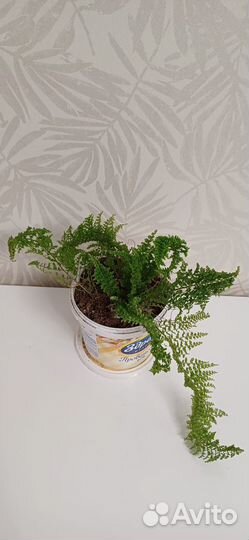 Папоротники нефролепис Мариса и Грин фэнтези