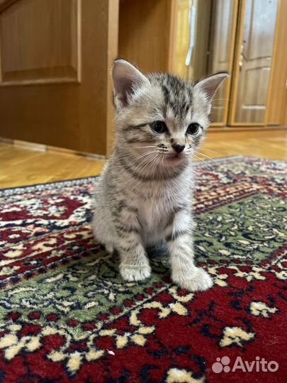 Отдам котенка в добрые руки