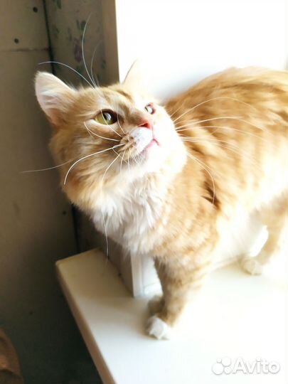 Рыжий котик