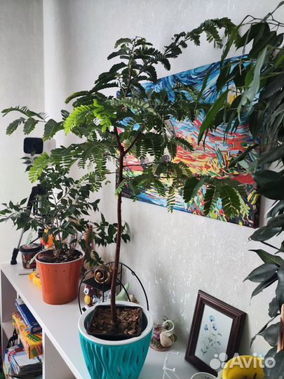 Комнатные растение дерево Тамаринд бонсай