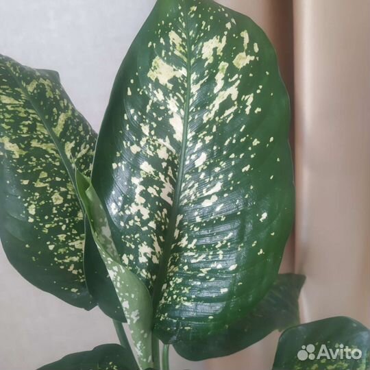 Диффенбахия