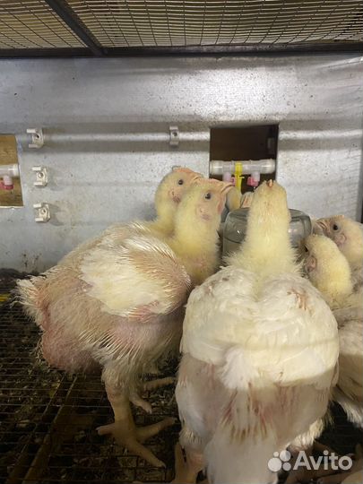 Цыплята бройлеры подрощенные
