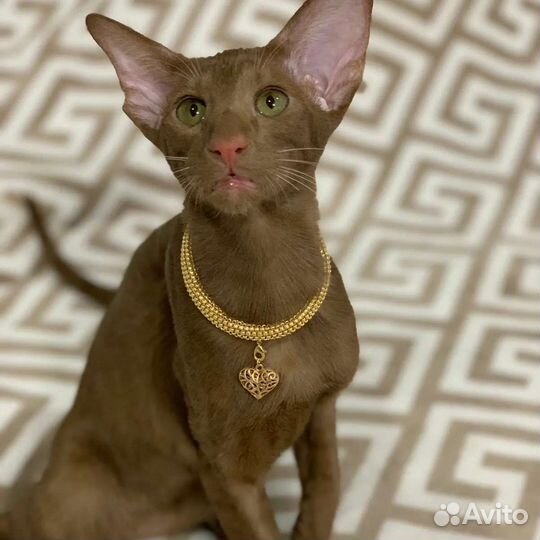 Ориентальный котенок