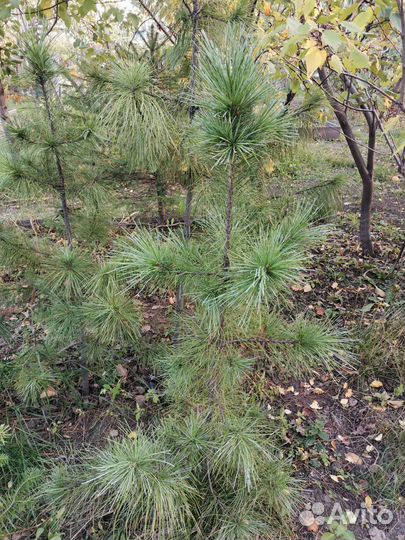 Кедр сибирский саженцы в Черногорске