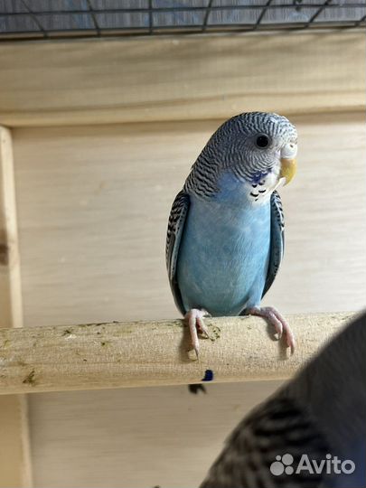 Волнистые попугаи