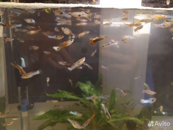 Гуппи Эндлера японская голубая