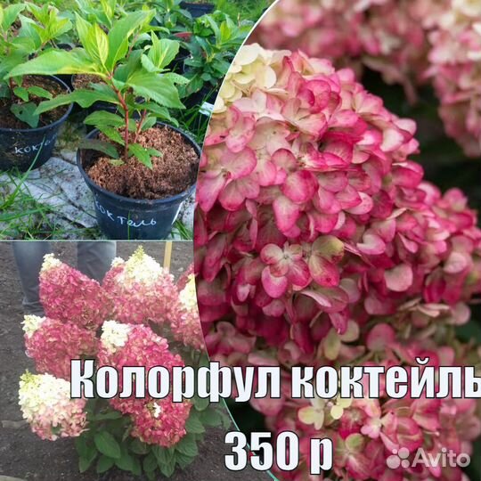 Гортензия метельчатая в ассортименте