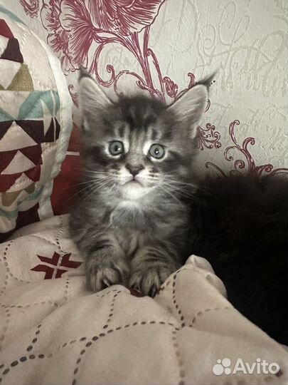 Котята мейн-кун