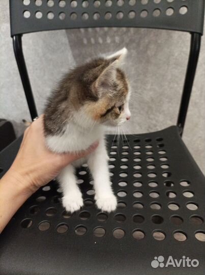 Кошка в дар