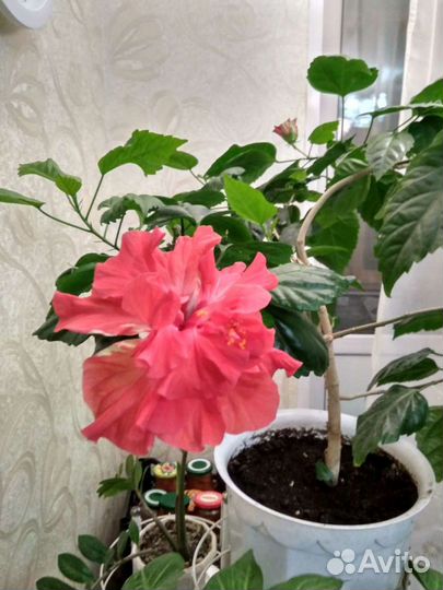 Китайская роза