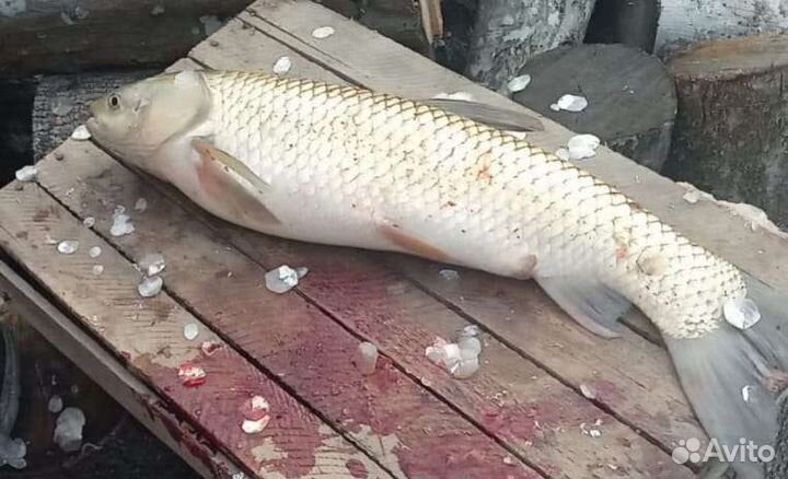 Платная рыбалка