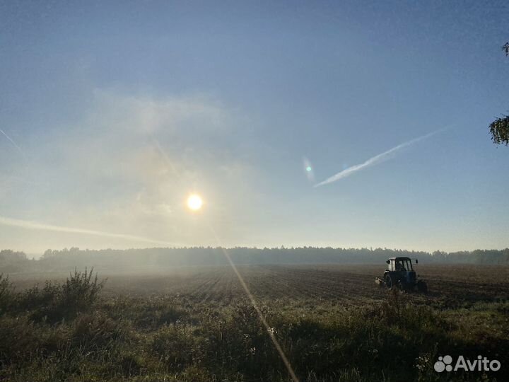 Продовольственный Картофель с поля