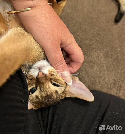 Абиссинские котята дикого окраса с родословной