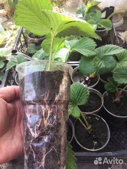 Рассада клубники. Гигантелла Максим, ремонтантная