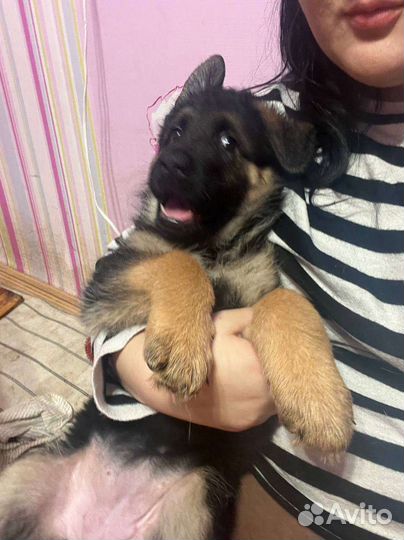 Немецкая овчарка