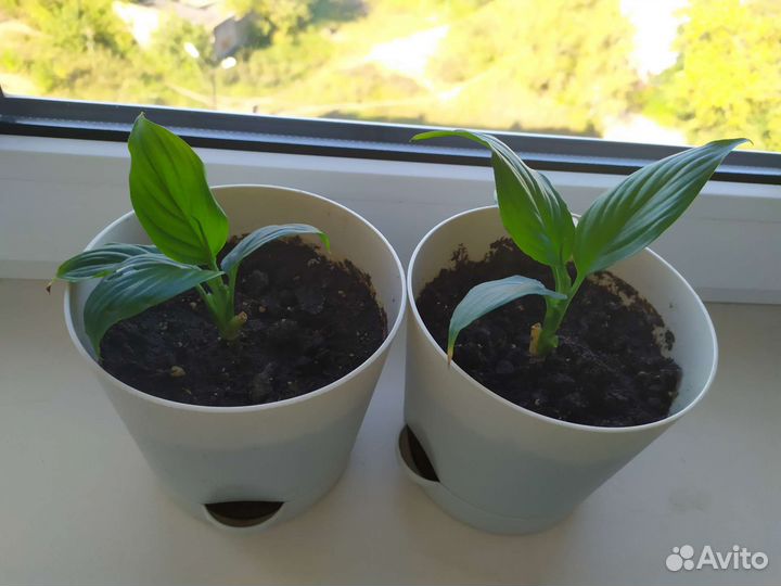 Спацифиллум