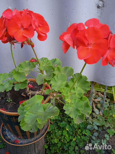 Пеларгония герань