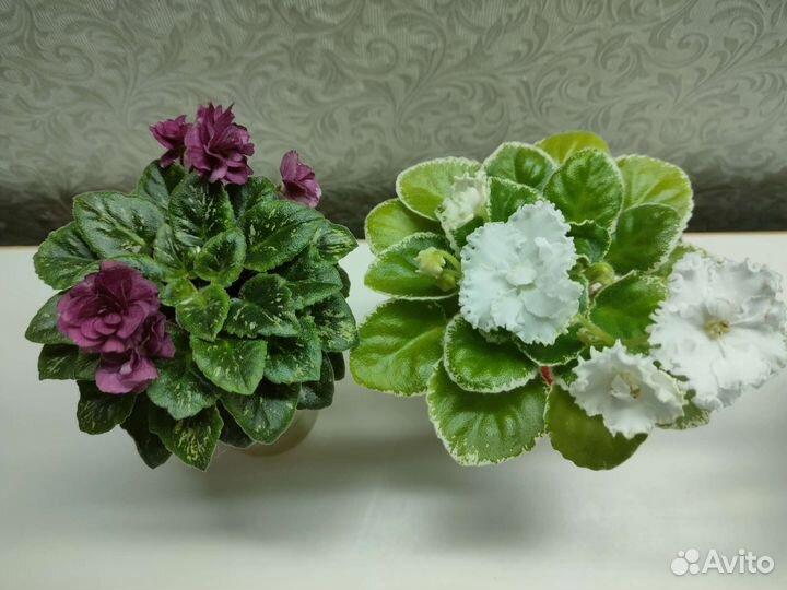 Фиалки мини и полумини