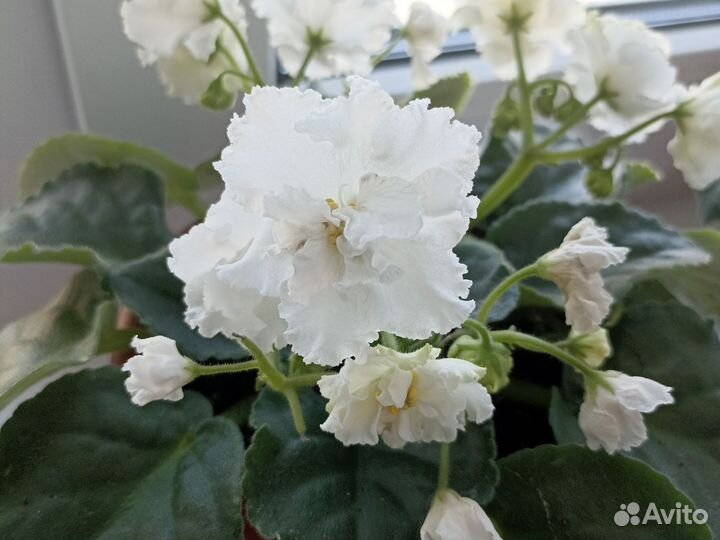 Фиалка листочки