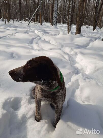 Курцхаар вязка