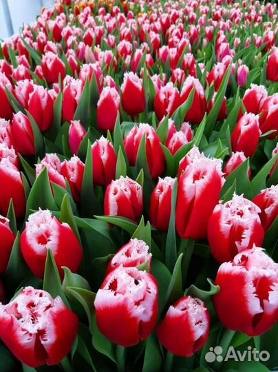 Тюльпаны к 8 марта оптом