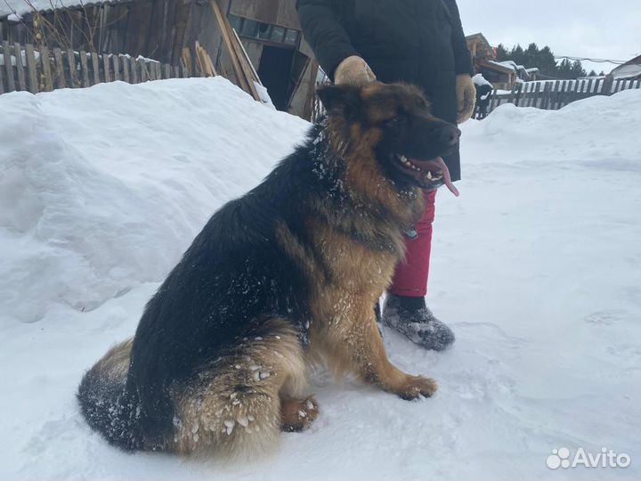 Немецкая овчарка.вязка.Кобель