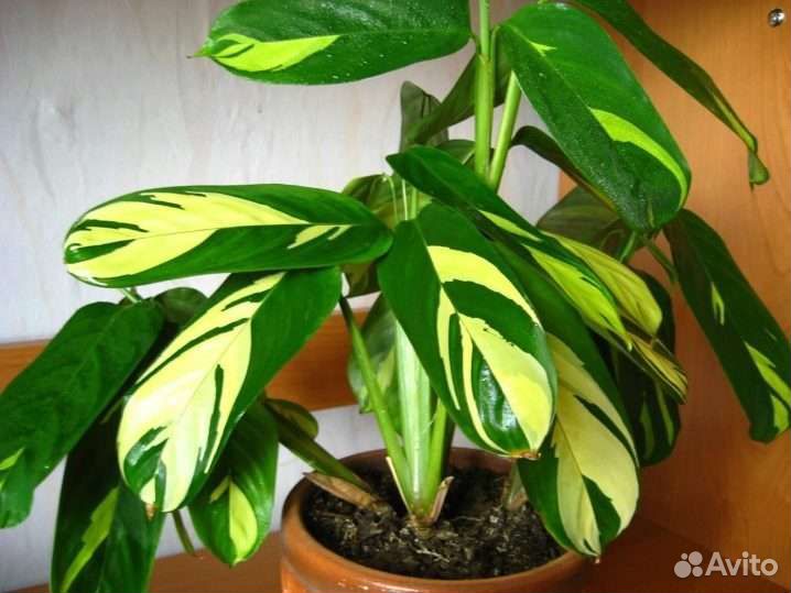 Комнатное растение Ктенанта