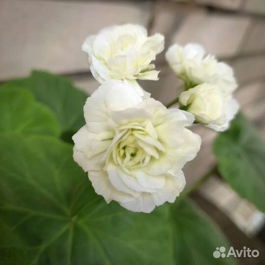 Пеларгония midori buke