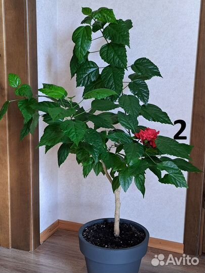 Комнатные растения. Гибискус махровый красный