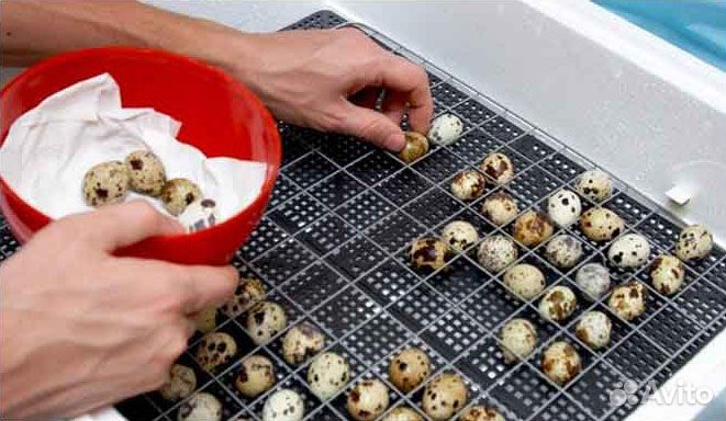 Решетка перепелиная для инкубатора Несушка