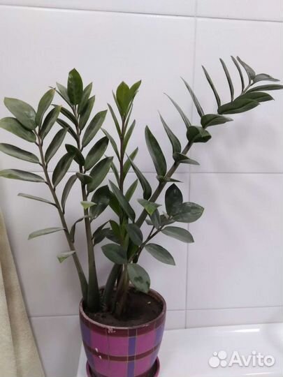 Замиокулькас