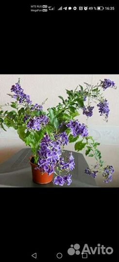 Комнатные цветы