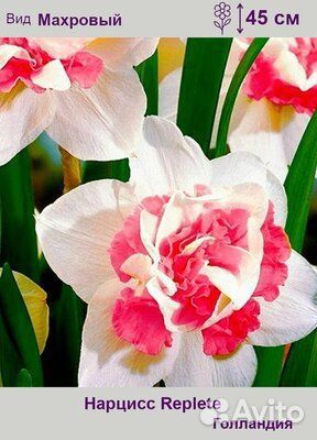 Луковицы Нарцисса Прекоушес, Реплет