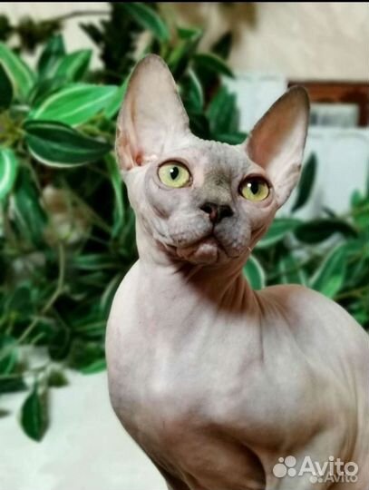 Канадский сфинкс