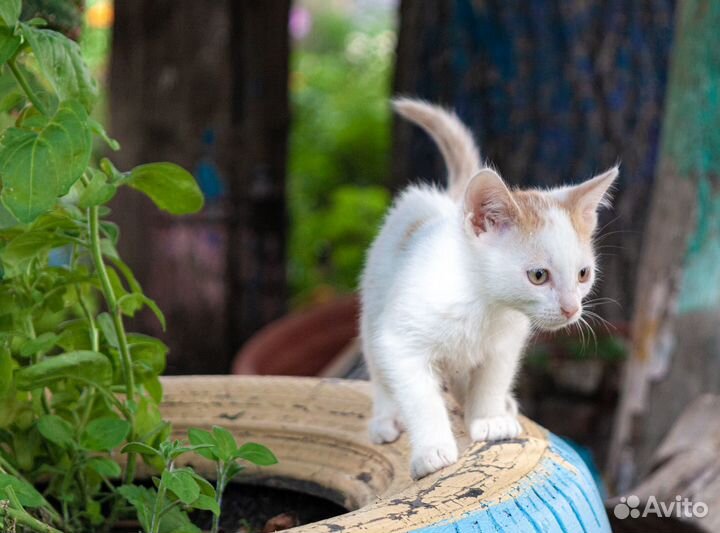 Котенок мальчик