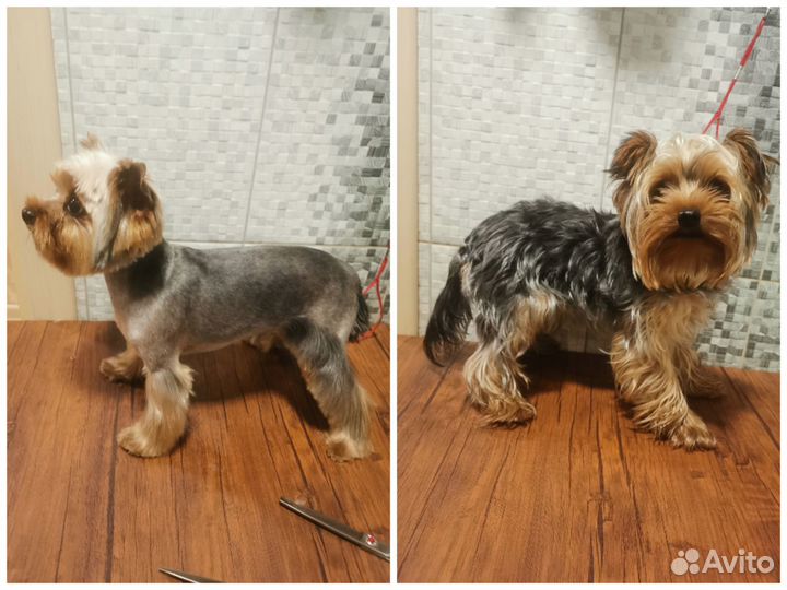 Стрижка (груминг) собак