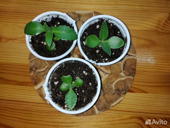 Лечебное каланхоэ дегримона, чихалочка