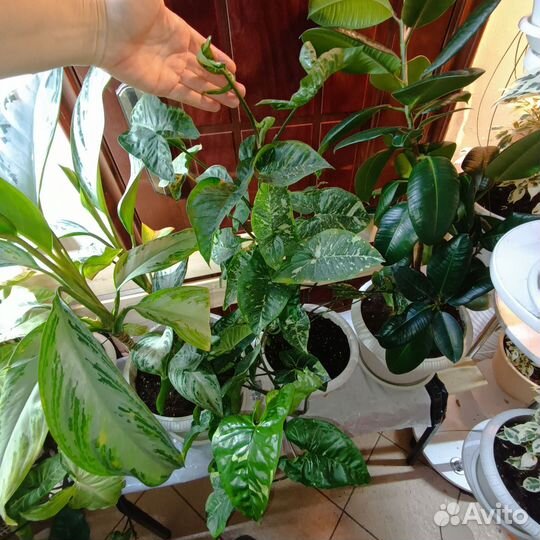 Сингониум Три короля