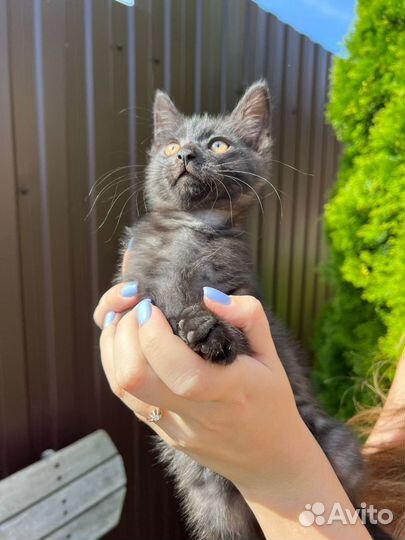 Темно-серый полосатый котенок,мальчик 2 месяца