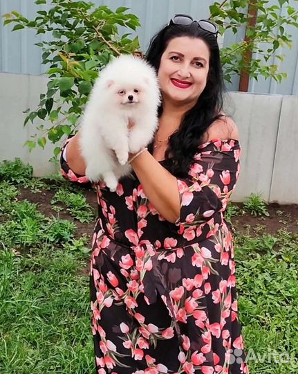 Мальчик Белоснежного шпица