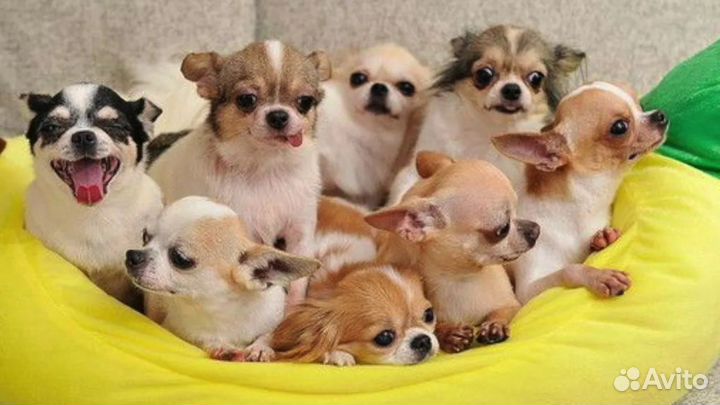 С Р О Ч Н О Чихуахуа на выбор, мини мальчики