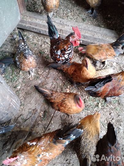 Петушки бентамки