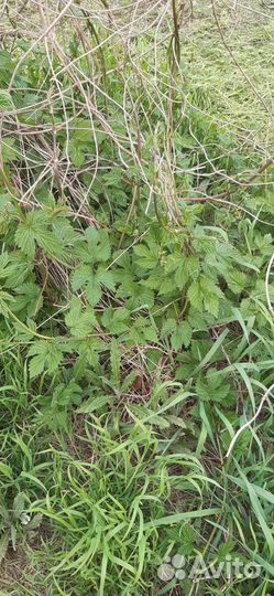 Хмель ризомы