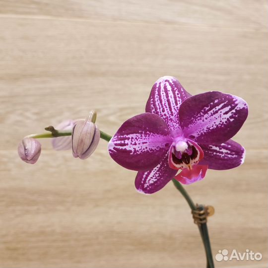 Орхидея фаленопсис