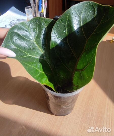 Фикус Лирата Бамбино