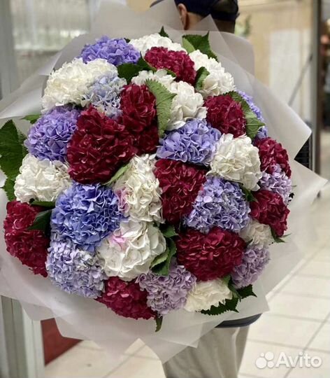 Гортензия голландская