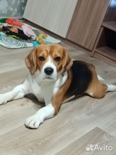 Вязка кобель бигль