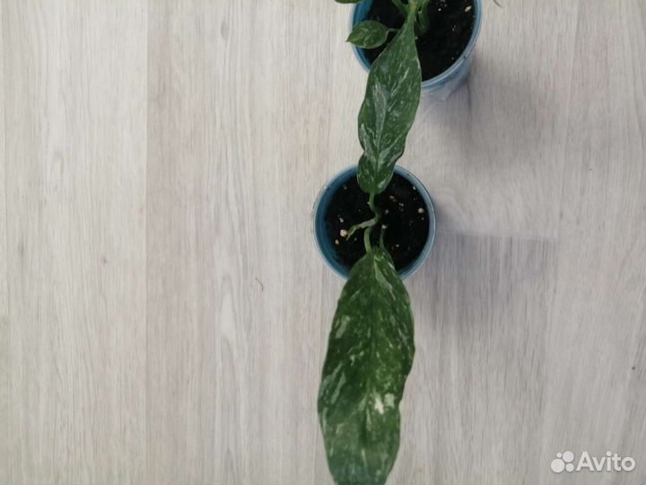 Спатифиллум домино