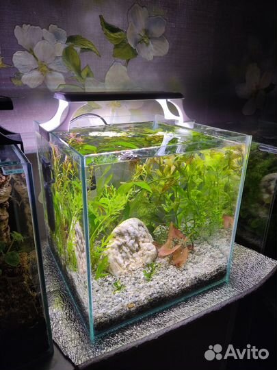 Аквариум кубик (готовый комплекс), криптокарина